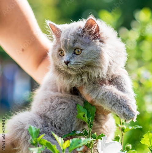 Portrait og fluffy little kitten on green grass background