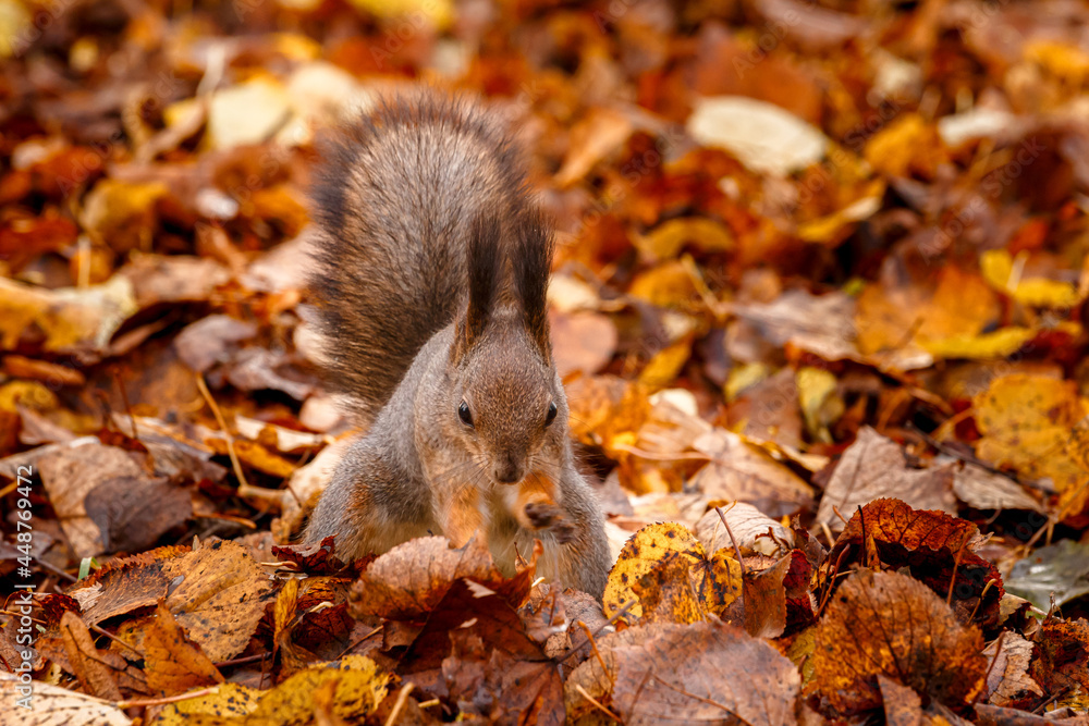 The red squirrel or Eurasian red squirrel (Sciurus vulgaris) hides food in the fallen leaves The red squirrel or Eurasian red squirrel (Sciurus vulgaris) hides food in the fallen leaves