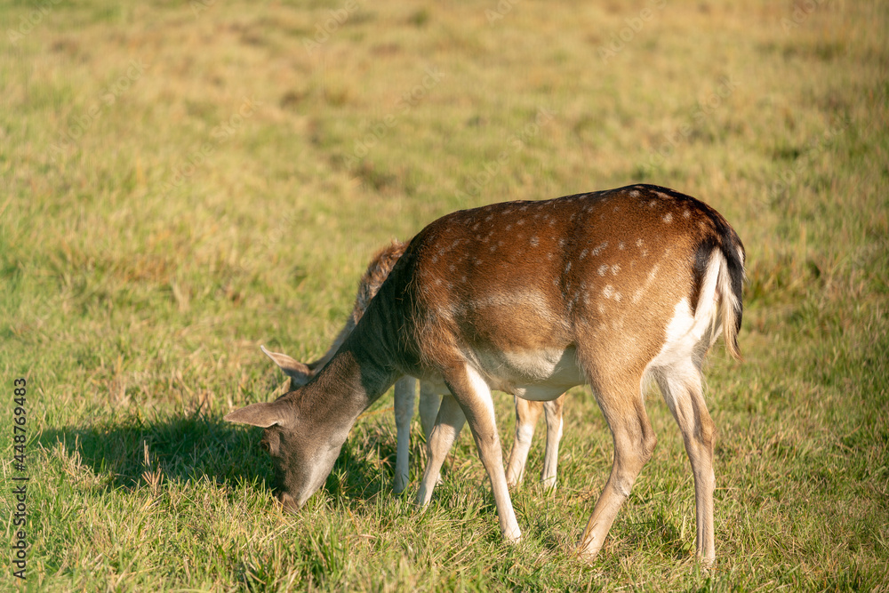 European fallow deer or common fallow deer (Dama dama) grazing in the field European fallow deer or common fallow deer (Dama dama) grazing in the field
