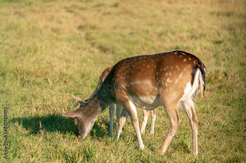 European fallow deer or common fallow deer  Dama dama  grazing in the field