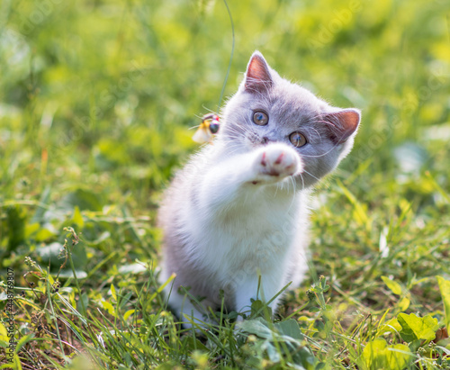 portrait of funny british shothair bicolor gray kitten with yelow eyes on the autumn background © Anna