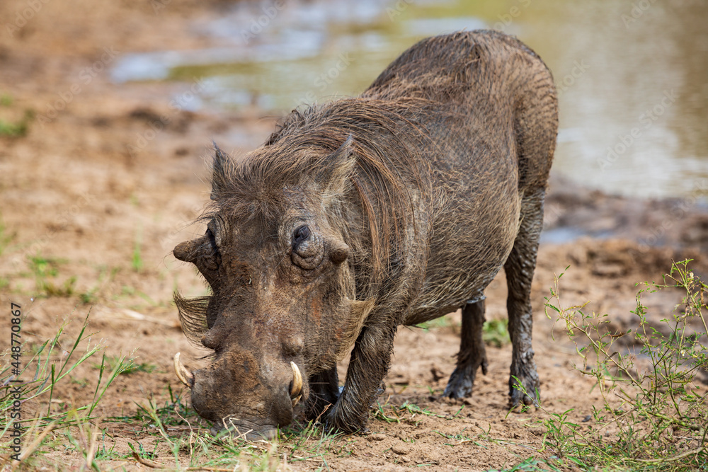 Front view of a common warthog Phacochoerus africanus feeding from grass, Kruger National Park, South Africa Front view of a common warthog Phacochoerus africanus feeding from grass, Kruger National Park, South Africa