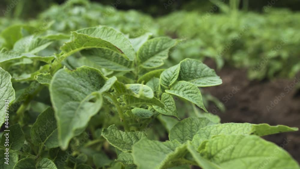 Growing potatoes. A field of green bushes of potatoes. Organic food concept. Close-up. Shallow depth of field Growing potatoes. A field of green bushes of potatoes. Organic food concept. Close-up. Shallow depth of field