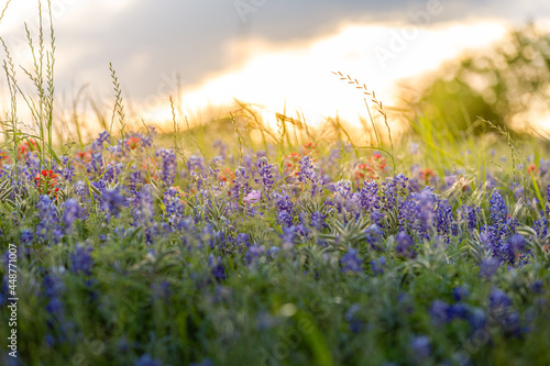 Texas hill country  bluebonnets and long horn cattle  photo