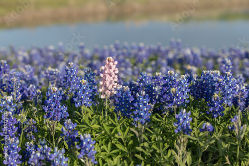 Bluebonnet fields in the Texas hill country. Bluebonnets and indian paintbrush near Ennis Texas photo