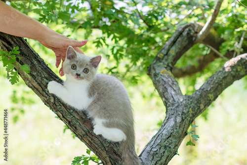 Cute kitten sitting on a tree © Anna