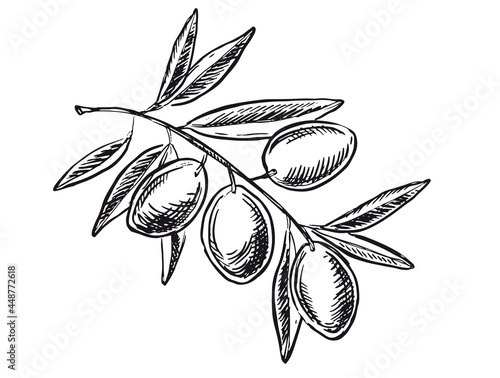 Olives on a branch, hand drawn, vector illustrations. 