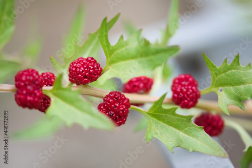 Blite plant, Strawberry spinach macro texture, stems of heirloom herb with arrow shaped green leaves and vibrant red ripe juicy berries growing in the summer garden, rare, edible  plants concept