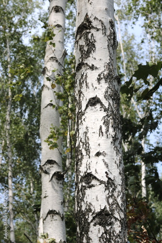 Fototapeta Naklejka Na Ścianę i Meble -  Young birch with black and white birch bark in summer in birch grove against background of other birches