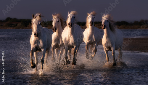 Fototapeta Naklejka Na Ścianę i Meble -  The horses of the Camargue
