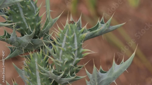 mexican prickly poppy thorn fruit growing in the field