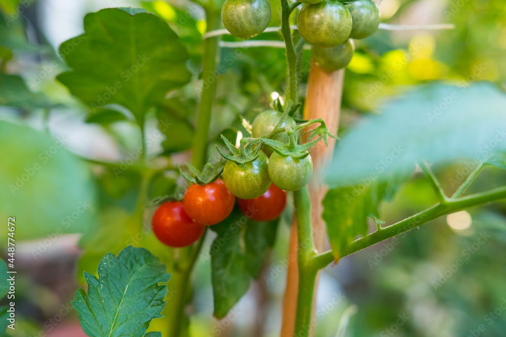 Obraz premium Close-up of a bunch of fresh tomatoes cherry in a plant. Red and green tomatoes, not yet ripe. Organic harvest, no pesticides