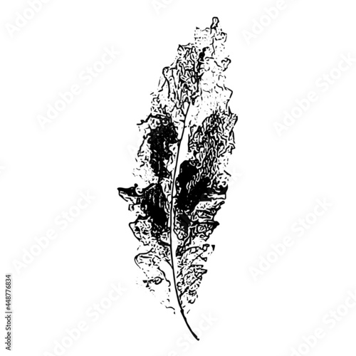 Leaf imprint. Hand-made gouache print on paper. Paint impression, stamp. Autumn picture for your design. Made using frottage technique. Isolated. Vector illustration
