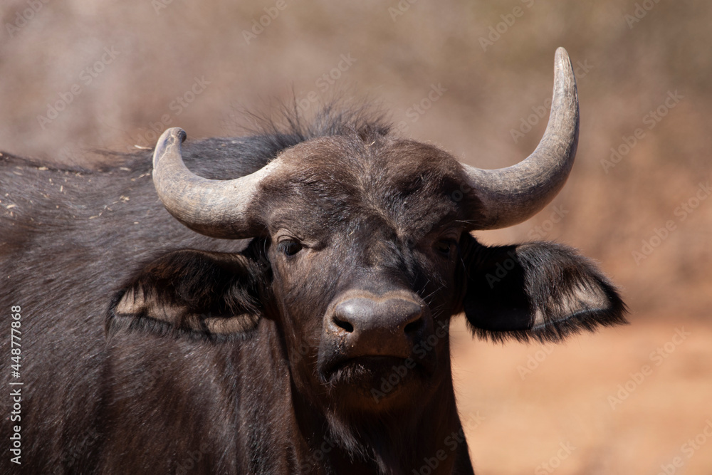cape buffalo bull cape buffalo bull