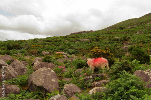Colourful sheep in Ireland