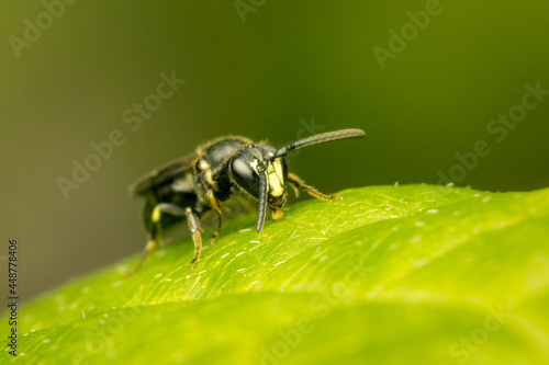 Small masked bee resting on a green leaf photo