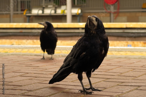 Two rooks at the train station