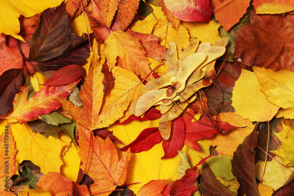 Obraz premium Two cups with hot cider in cold season with cinnamon and anise