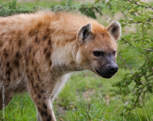 hyena in the Kruger national park