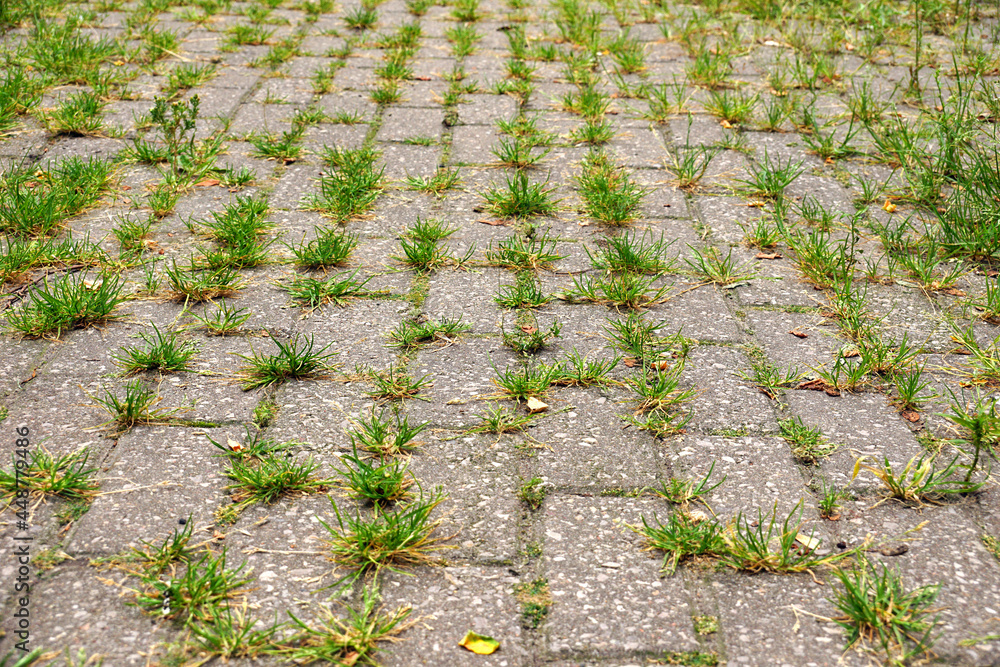 Weeds growing from the gaps between the cobblestones. - obrazy, fototapety, plakaty 