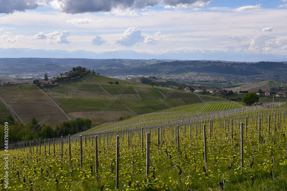 Landscape of the Langhe vineyard hills, Unesco World Heritage Site, in a cloudy spring day, Treiso, Cuneo, Piedmont, Italy