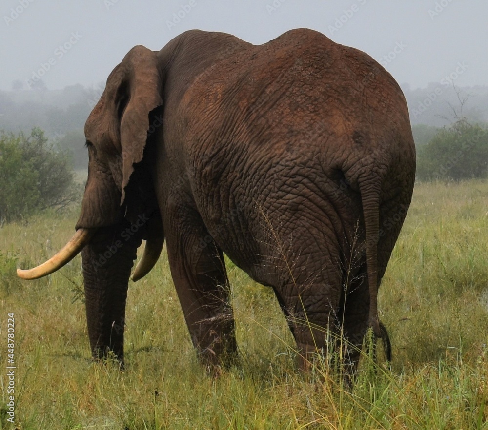 Fototapeta premium Elephants in the grass in Kenya