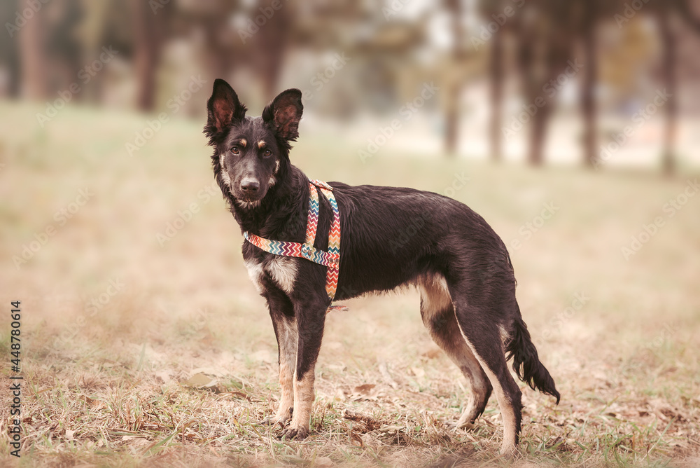 Dog standing in a park and looking at camera Dog standing in a park and looking at camera