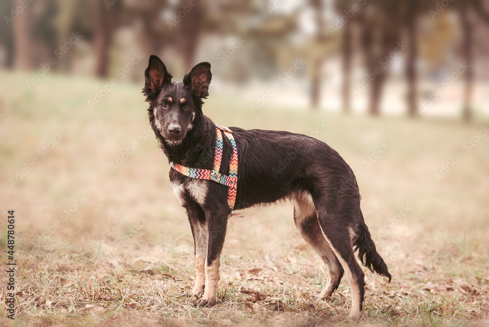 Dog standing in a park and looking at camera