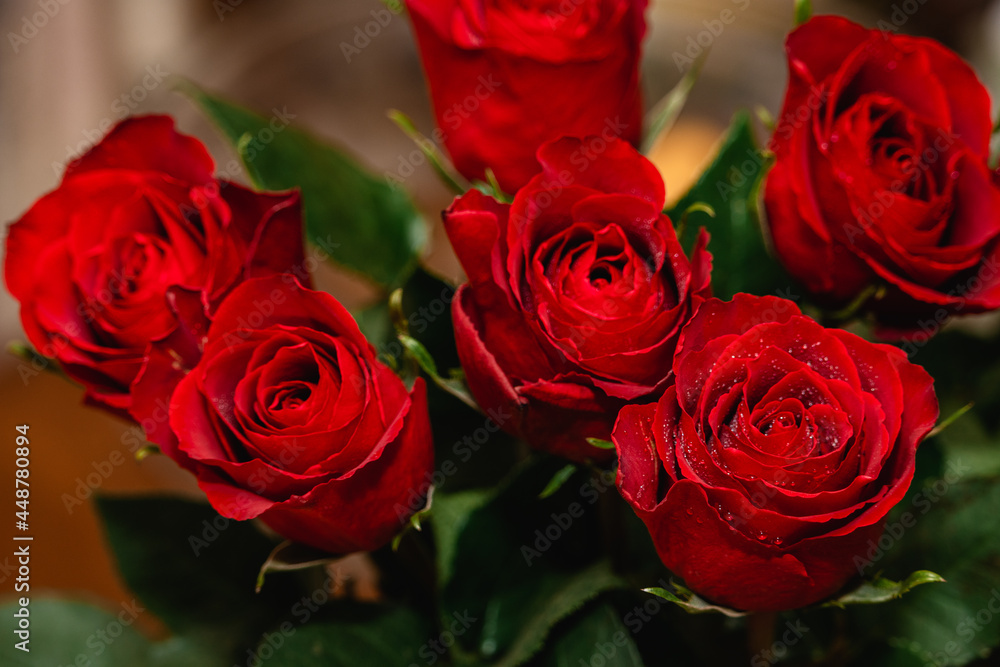 red roses with water droplets red roses with water droplets