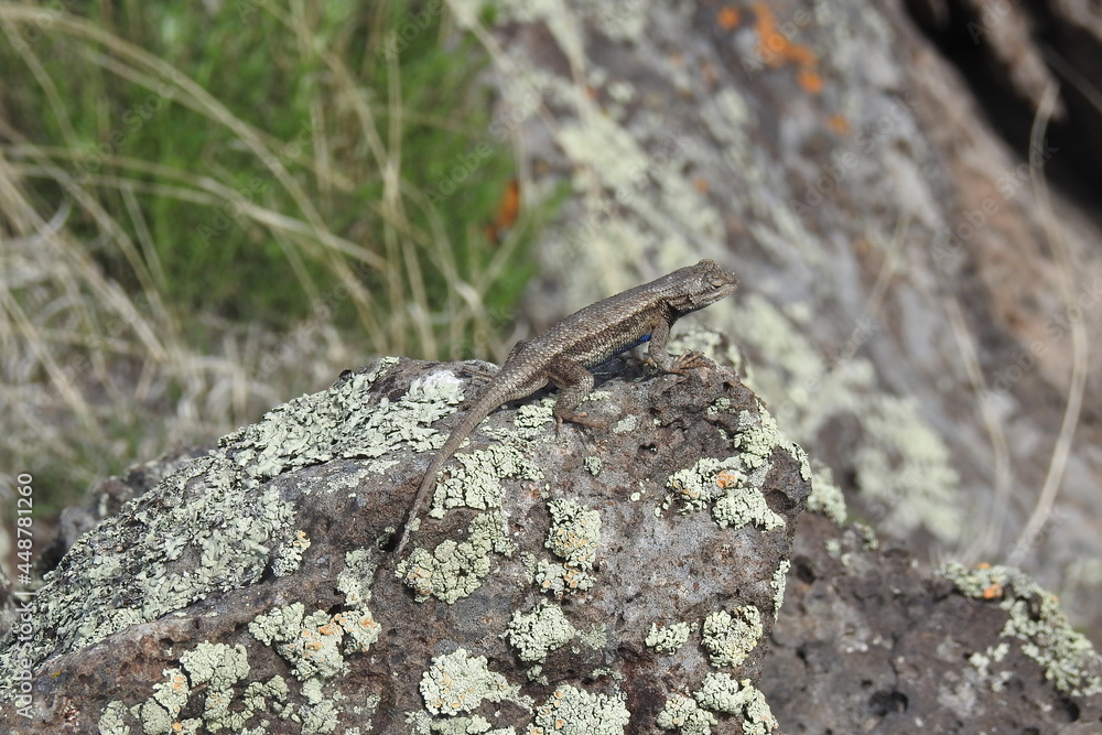 A western fence lizard basking on the lichen-covered rocks in the Coconino National Forest, Arizona. A western fence lizard basking on the lichen-covered rocks in the Coconino National Forest, Arizona.