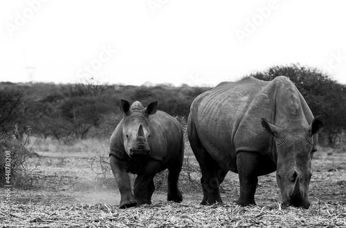 Mother and baby rhino bw