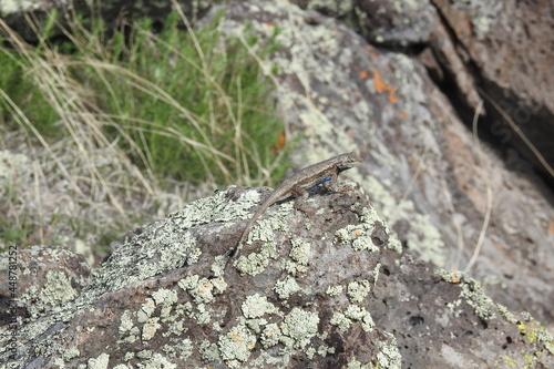 A western fence lizard basking on the lichen-covered rocks in the Coconino National Forest, Arizona.
