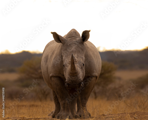 Rhino in Kruger