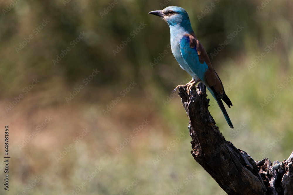 lilac breasted roller