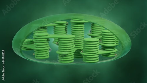 3d illustration of Chloroplast - a plant cell organelle responsible for photosynthesis  photo