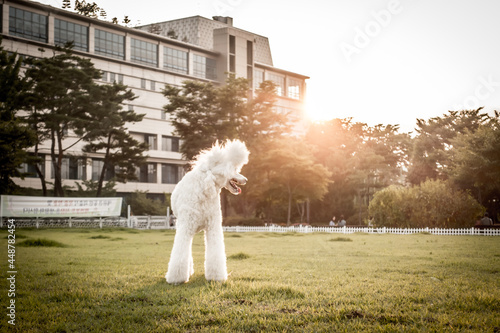 Wallpaper Mural 강아지 Torontodigital.ca