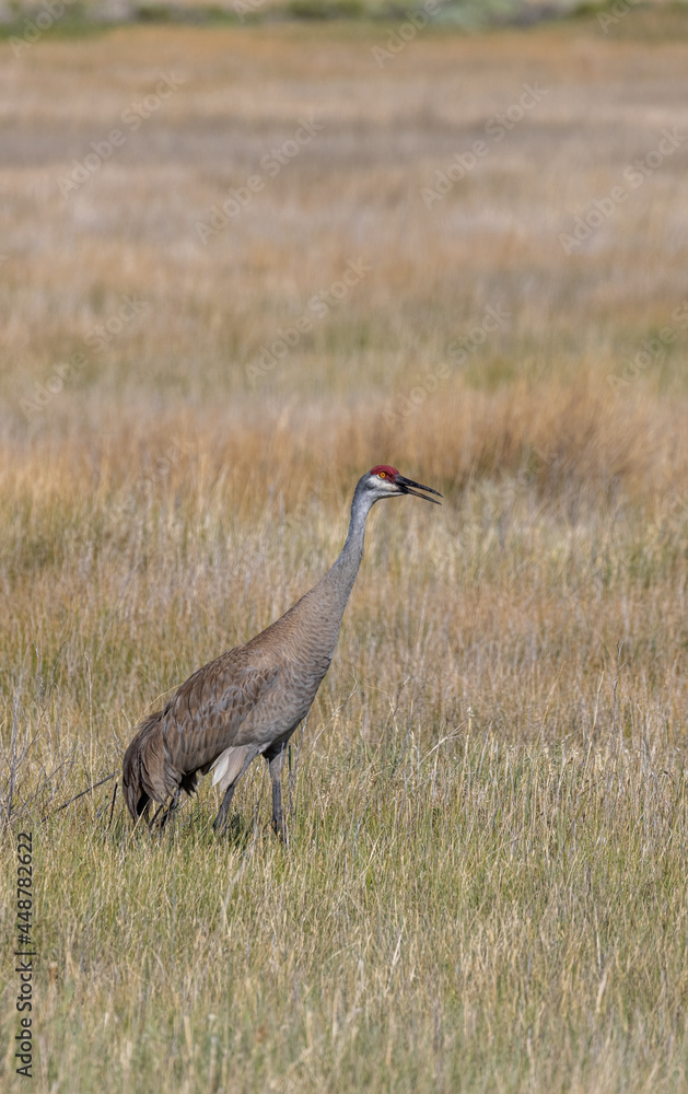Sandhill Crane in Idaho in Summer Sandhill Crane in Idaho in Summer