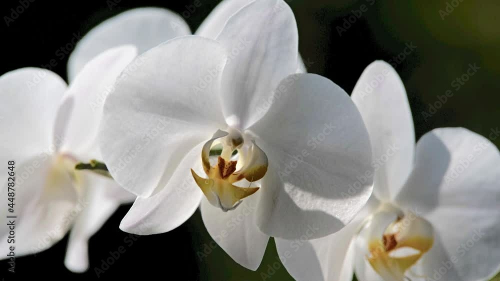 White Orchid branch on green natural background
White Orchid branch on green natural background
