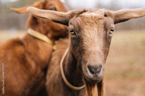 Goat 8