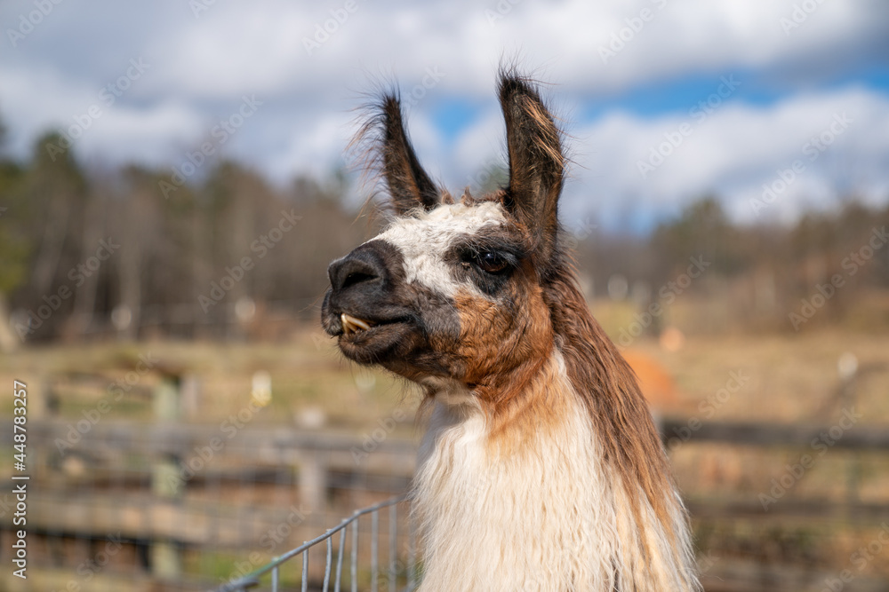 Obraz premium Farm Llama 1