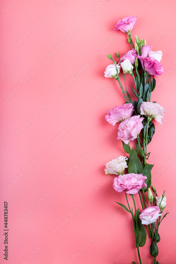 Border of flowers on a pink background. Beautiful eustomas.