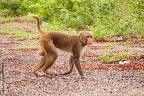 Canvas Print Monkey walking on ground , Rhesus Macaque Monkey