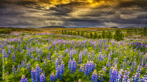 The lupins blossom in the magical landscape of Iceland.