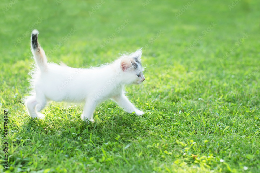 cute kitten on the grass, in summer cute kitten on the grass, in summer