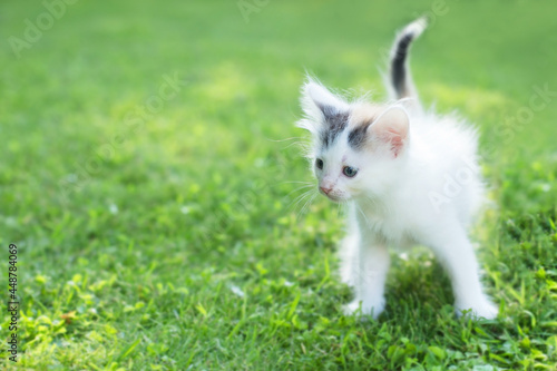 cute kitten on the grass, in summer