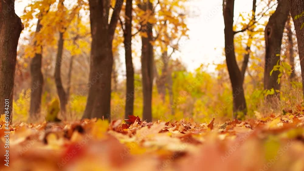 Beautiful bright colourful fall leaves in city autumn park Beautiful bright colourful fall leaves in city autumn park