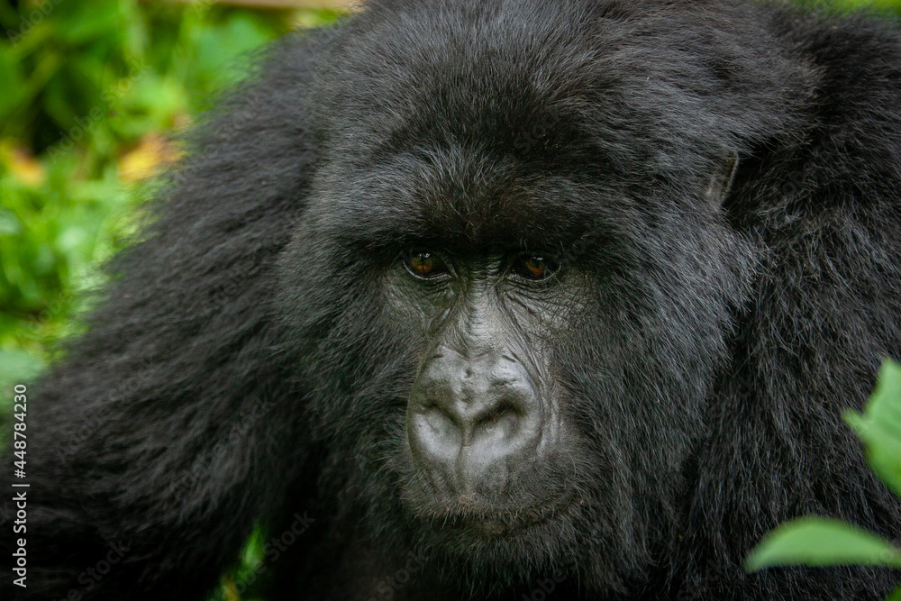 female wild mountain gorilla Virunga park Congo female wild mountain gorilla Virunga park Congo