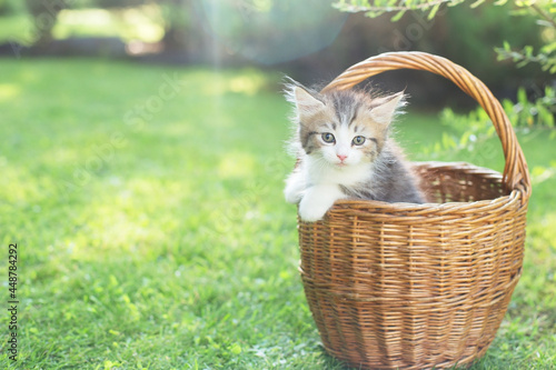 a kitten in a basket on the grass, in summer