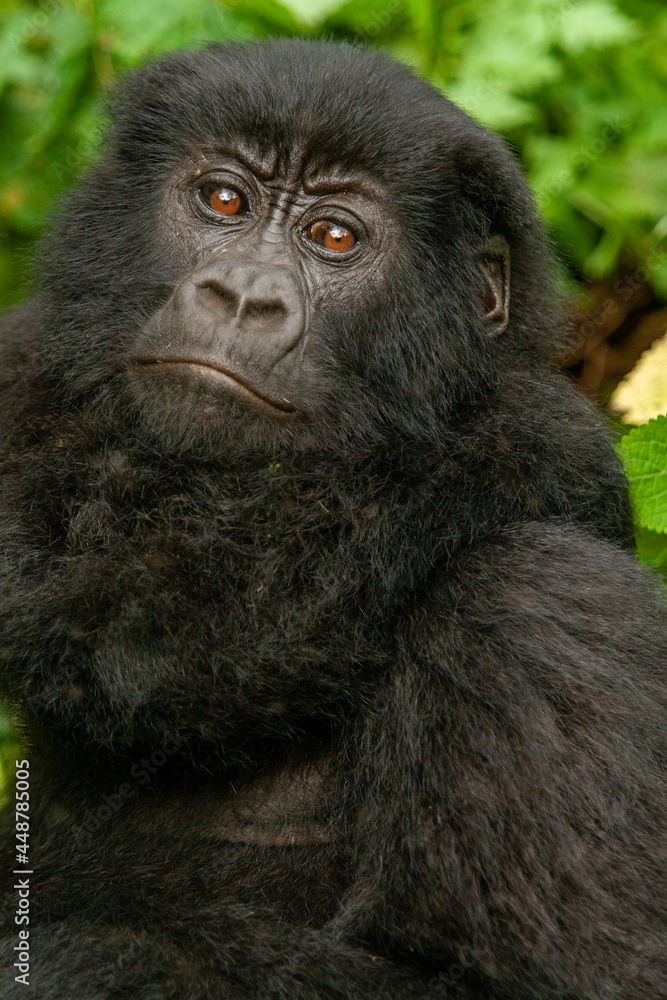 female wild mountain gorilla Virunga park Congo female wild mountain gorilla Virunga park Congo