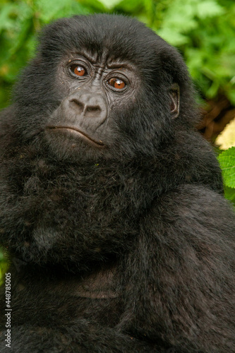 female wild mountain gorilla Virunga park Congo © Milano Photo Events